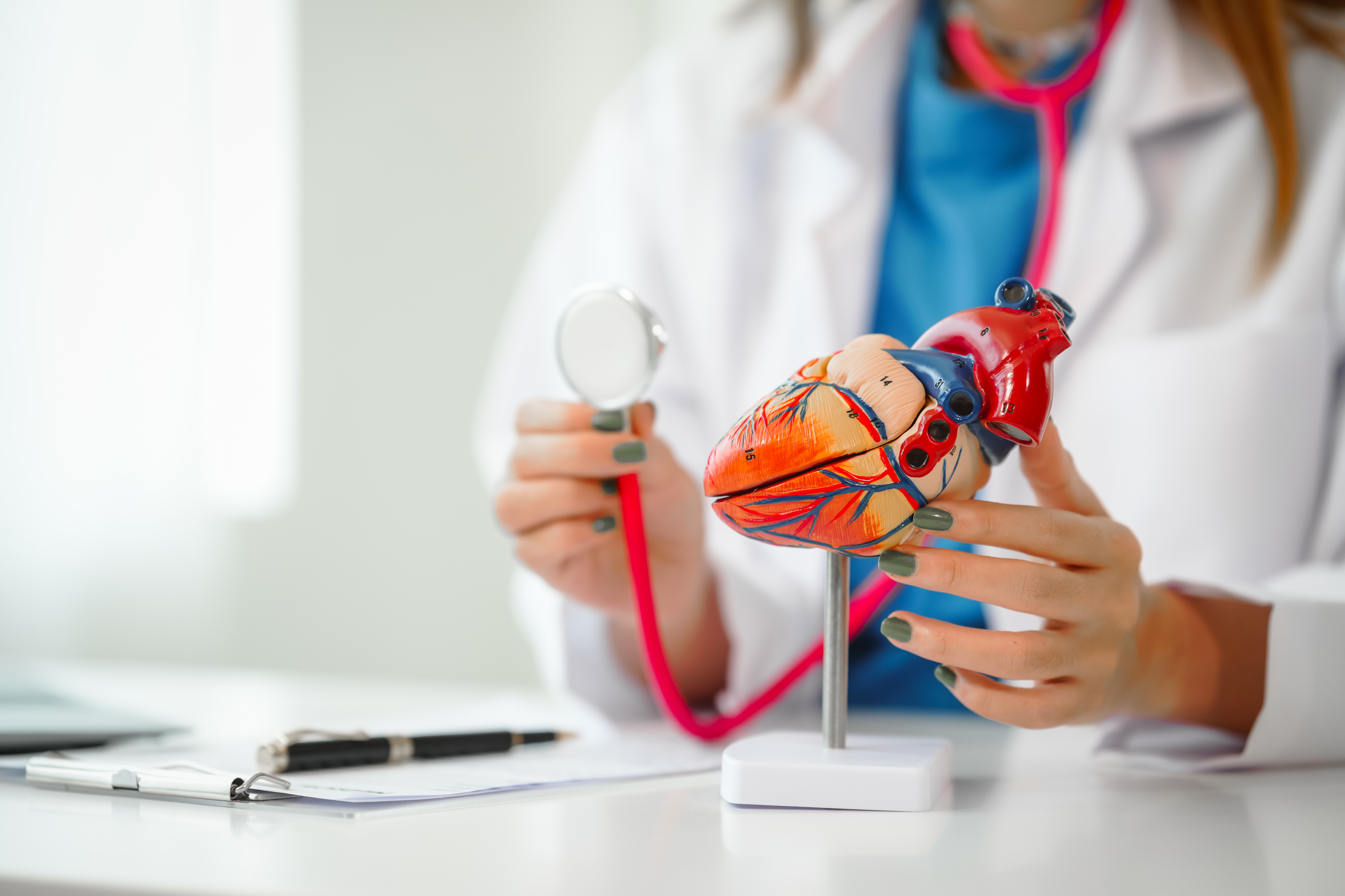 Female doctor demonstating with a model of a heart